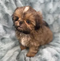 Quincy, a male Shih Tzu for sale in Gallatin, MO – 10 of 10