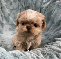 Willy, a male Shih Tzu for sale in Gallatin, MO – 8 of 10