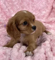 Glitter , a female Cavalier King Charles Spaniel for sale in Gallatin, MO – 9 of 10