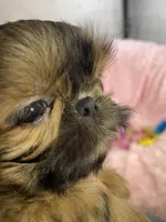 Bubbles/ imperial, a female Shih Tzu for sale in Gallatin, MO – 10 of 10