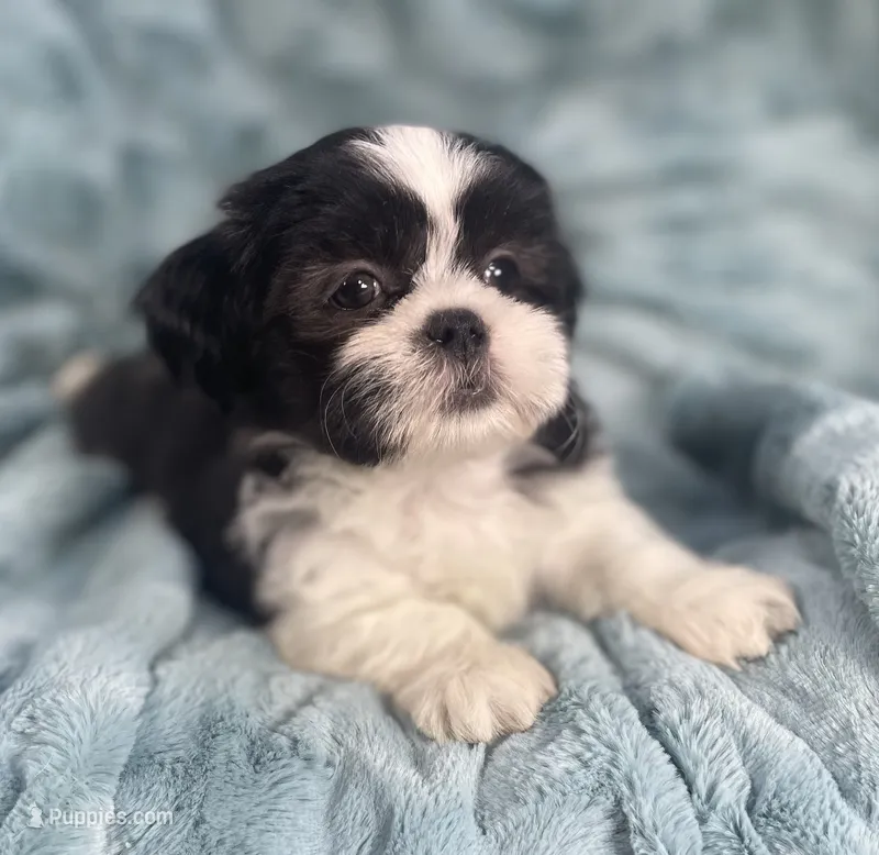Tux  – Shih Tzu puppy for sale in Gallatin, MO