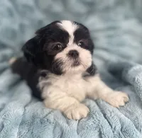 Tux , a male Shih Tzu for sale in Gallatin, MO – 1 of 9