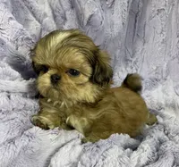 Flower🌸, a female Shih Tzu for sale in Gallatin, MO – 6 of 10