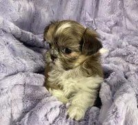 Daisy 🌼, a female Shih Tzu for sale in Gallatin, MO – 6 of 8