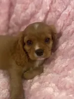 Glitter , a female Cavalier King Charles Spaniel for sale in Gallatin, MO – 2 of 10