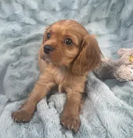 Kirby, a male Cavalier King Charles Spaniel for sale in Gallatin, MO – 2 of 10