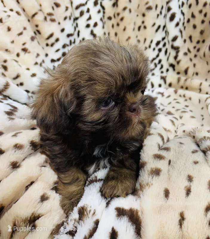 Winston – Shih Tzu puppy for sale in Gallatin, MO