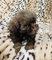 Winston, a male Shih Tzu for sale in Gallatin, MO – 8 of 10