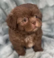 Chip, a male Shih Tzu for sale in Gallatin, MO – 4 of 10