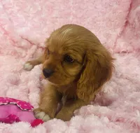 Sparkle , a female Cavalier King Charles Spaniel for sale in Gallatin, MO – 7 of 8