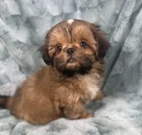 Quincy, a male Shih Tzu for sale in Gallatin, MO – 7 of 10