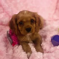 Sparkle , a female Cavalier King Charles Spaniel for sale in Gallatin, MO – 3 of 8
