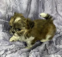 Daisy 🌼, a female Shih Tzu for sale in Gallatin, MO – 8 of 8
