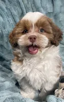 Copper, a male Shih Tzu and Poodle - Toy  for sale in Gallatin, MO – 2 of 10