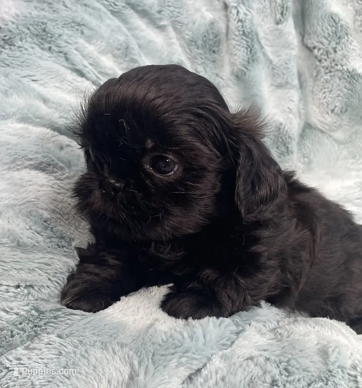Jet / solid black – Shih Tzu puppy for sale in Gallatin, MO