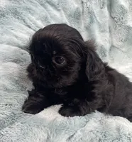 Jet / solid black, a male Shih Tzu for sale in Gallatin, MO – 3 of 10