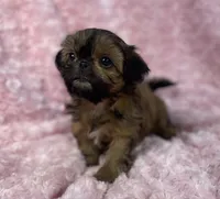 Bubbles/ imperial, a female Shih Tzu for sale in Gallatin, MO – 6 of 10