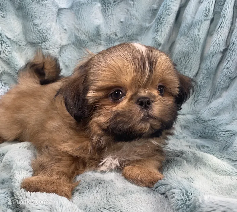 Quincy – Shih Tzu puppy for sale in Gallatin, MO