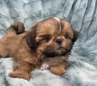 Quincy, a male Shih Tzu for sale in Gallatin, MO – 1 of 10