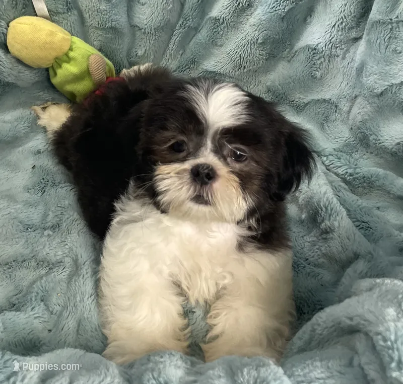 Tux  – Shih Tzu puppy for sale in Gallatin, MO