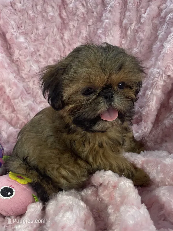 Bubbles/ imperial – Shih Tzu puppy for sale in Gallatin, MO