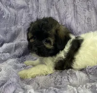 Sprocket , a  Shih Tzu and Poodle - Miniature  for sale in Gallatin, MO – 2 of 5