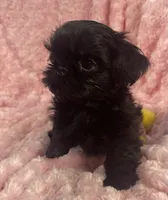 Beauty / imperial/ solid black, a female Shih Tzu for sale in Gallatin, MO – 7 of 7