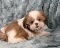 Remington, a male Shih Tzu for sale in Gallatin, MO – Photo 10 of 10