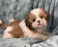 Remington, a male Shih Tzu for sale in Gallatin, MO – Photo 9 of 10