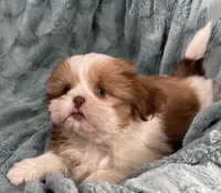 Remington, a male Shih Tzu for sale in Gallatin, MO – Photo 6 of 10