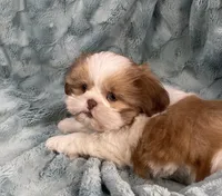 Remington, a male Shih Tzu for sale in Gallatin, MO – Photo 5 of 10