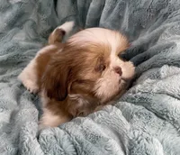 Remington, a male Shih Tzu for sale in Gallatin, MO – Photo 8 of 10