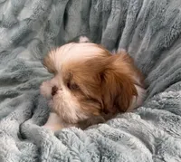 Remington, a male Shih Tzu for sale in Gallatin, MO – Photo 7 of 10