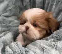 Remington, a male Shih Tzu for sale in Gallatin, MO – Photo 2 of 10