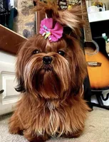 Willy, a male Shih Tzu for sale in Gallatin, MO – 9 of 10