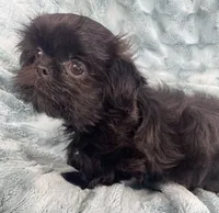 Jet / solid black, a male Shih Tzu for sale in Gallatin, MO – 10 of 10