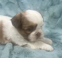 Rocky, a male Shih Tzu for sale in Gallatin, MO – 10 of 10