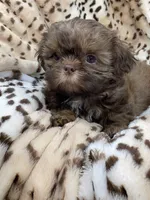 Winston, a male Shih Tzu for sale in Gallatin, MO – 3 of 10