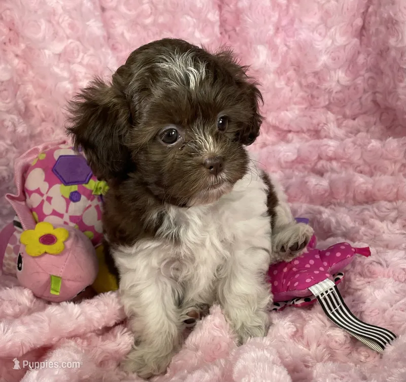 Misty – Shih Tzu, Poodle - Toy  puppy for sale in Gallatin, MO