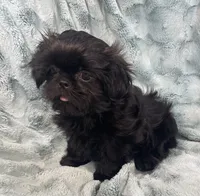 Jet / solid black, a male Shih Tzu for sale in Gallatin, MO – 3 of 10