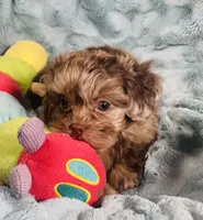 Ace , a male Shih Tzu for sale in Gallatin, MO – 4 of 10