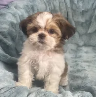 Jasper, a male Shih Tzu for sale in Gallatin, MO – 8 of 10