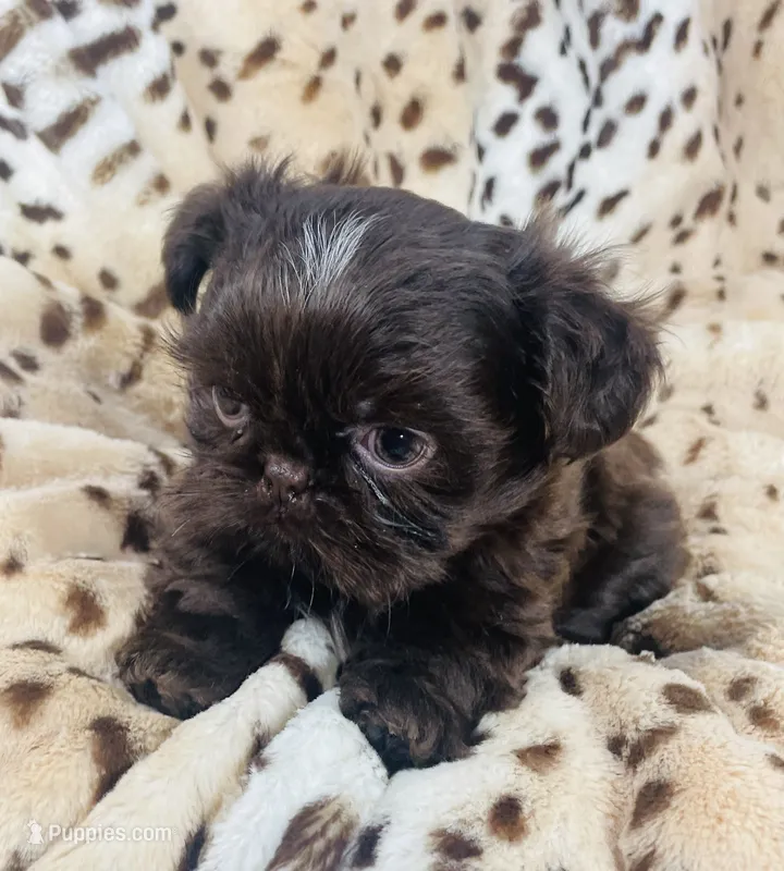 Ian / imperial – Shih Tzu puppy for sale in Gallatin, MO