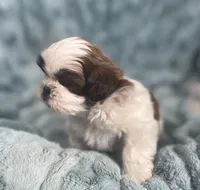 Winston , a male Shih Tzu for sale in Gallatin, MO – Photo 4 of 10