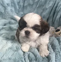 Winston , a male Shih Tzu for sale in Gallatin, MO – Photo 5 of 10