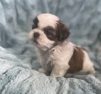 Winston , a male Shih Tzu for sale in Gallatin, MO – Photo 1 of 10