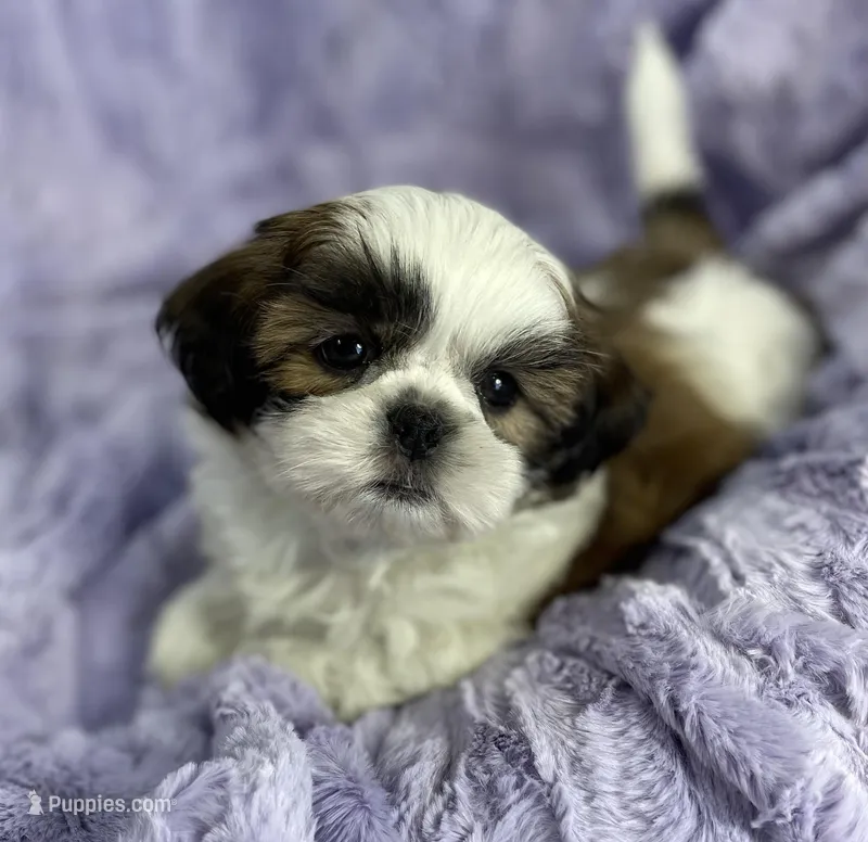 Winston  – Shih Tzu puppy for sale in Gallatin, MO