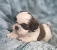 Winston , a male Shih Tzu for sale in Gallatin, MO – Photo 7 of 10