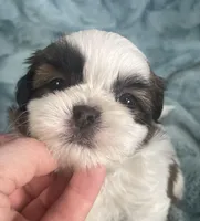 Winston , a male Shih Tzu for sale in Gallatin, MO – Photo 3 of 10