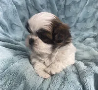 Winston , a male Shih Tzu for sale in Gallatin, MO – Photo 8 of 10